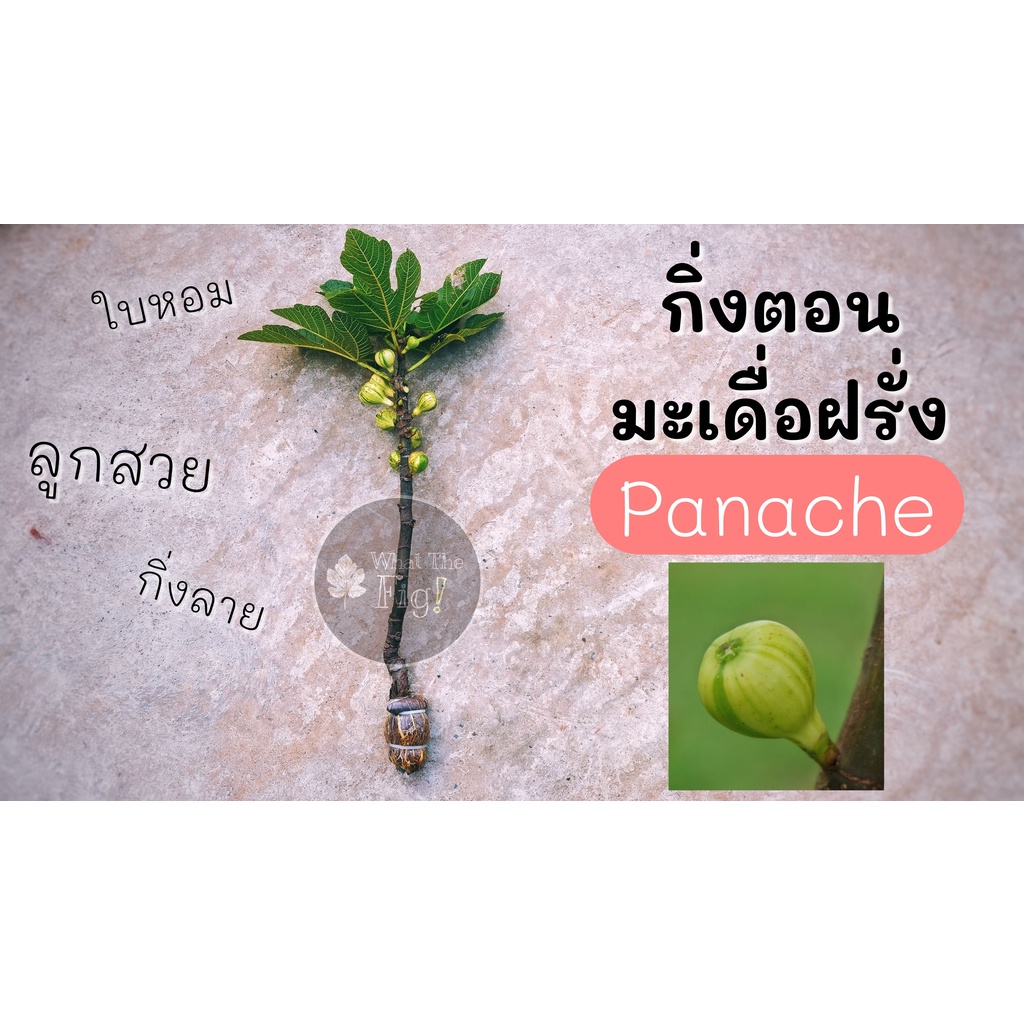 กิ่งตอนมะเดื่อฝรั่ง (Panache) 1 กิ่ง