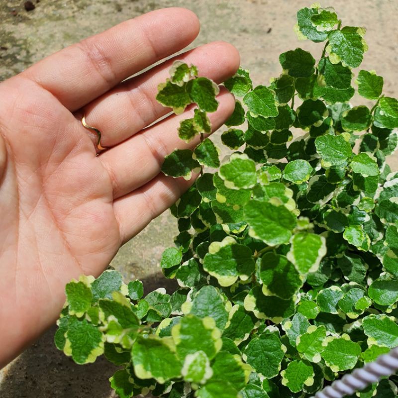 มุมมอง 2