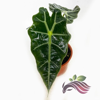 [Indoor Plant] Alocasia Amazonica by LS Groupseeds/香菜/母婴/向日葵/玫瑰/上衣/种子/头饰/芹菜/花园/ 0LXV