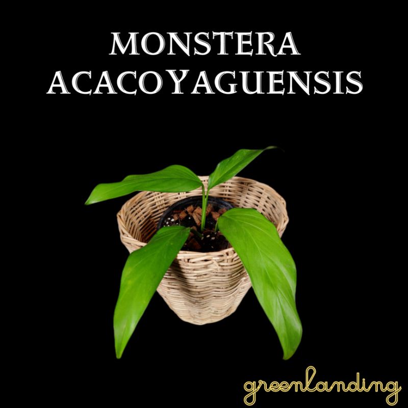 Monstera Acacoyaguensis