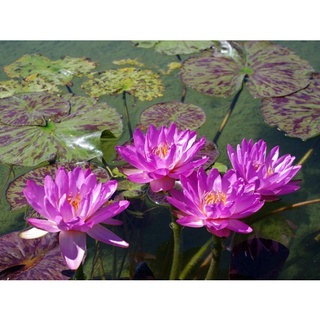 100 เมล็ด เมล็ดบัว สีม่วง นำเข้า บัวนอก สายพันธุ์เมล็ดบัว Waterlily Nymphaea Seeds