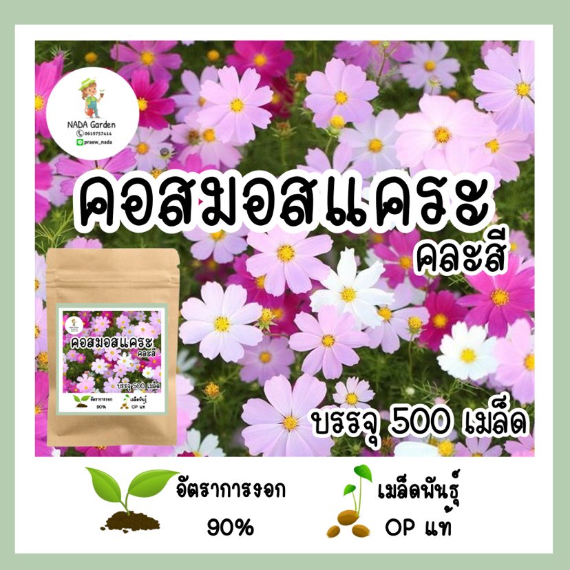 เมล็ดพันธุ์ คอสมอสแคระคละสี 500เมล็ด เมล็ดพันธุ์ OPแท้