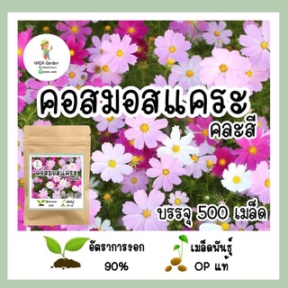 เมล็ดพันธุ์ คอสมอสแคระคละสี 500เมล็ด เมล็ดพันธุ์ OPแท้