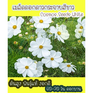 เมล็ดพันธุ์ ดอกดาวกระจายสีขาว ดอกคอสมอส ต้นสูง White Cosmos Flower seed