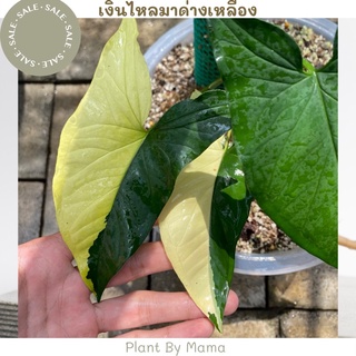 Plant By Mama | เงินไหลมาด่างเหลือง  | Syngonium podophyllum Variegeted