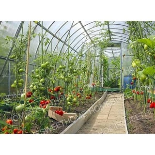 [โค้ดPSK49ลด25%] *ค่าส่งถูก* พลาสติกคลุมโรงเรือน greenhouse หน้ากว้าง 3.6 / 4 / 5เมตร หนา 80,120,150,200 ไมครอน
