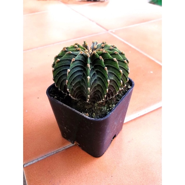 ยิมโนLB2178แท้ LB2178