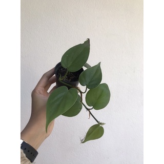 ✅มีของแถมทุกออเดอร์ - Heart Leaf Philodendron -