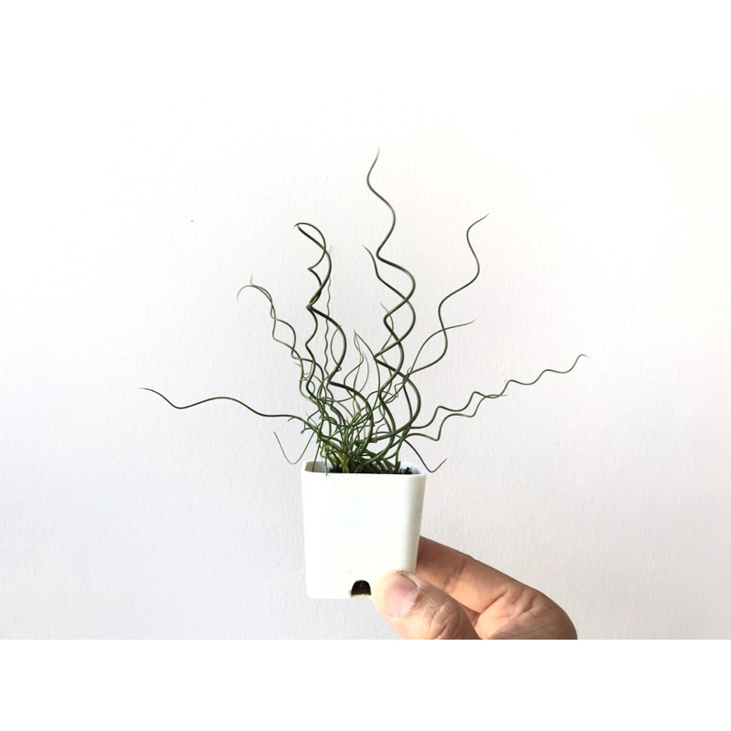 ต้นจังคัส Corkscrew rush หรือ Juncus effusus spiralis กระถาง 2 นิ้ว