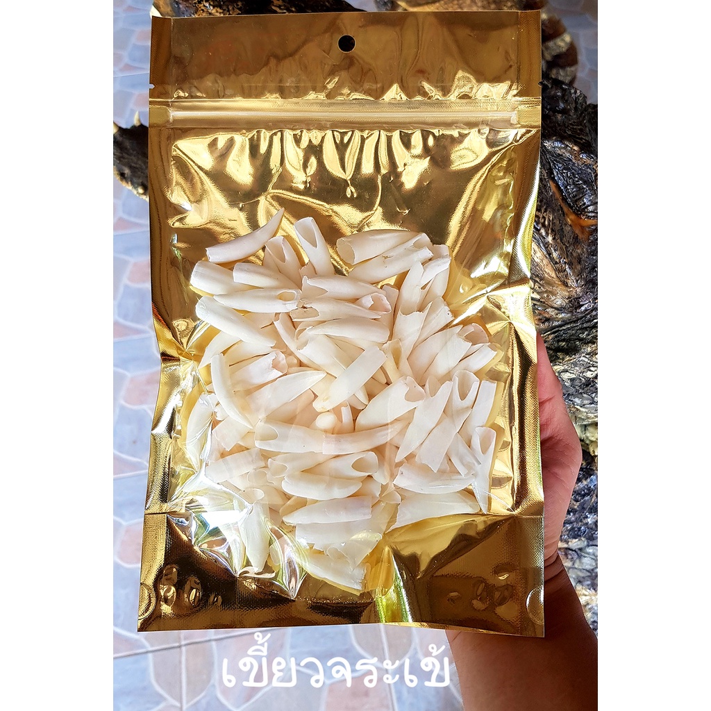 เขี้ยวจระเข้แท้ สำหรับทำเครื่องประดับ ตกแต่ง หรือทำเครื่องรางของขลัง (ราคาต่อ 1 ชิ้น)