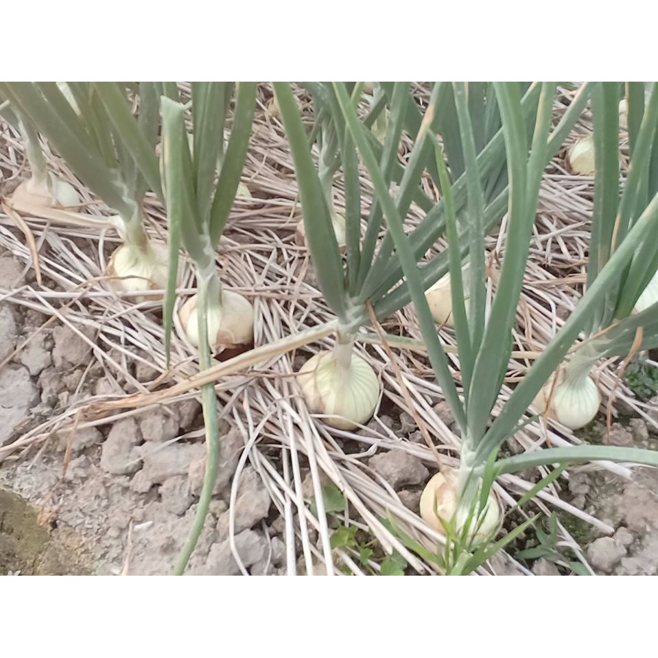 แคปแทน 50 หัววัว ขนาด 1 กก 💥 แคปทาไซด์ แคปแทน แคปทาไซด์ 50 สารป้องกันเชื้อรา ยากันรา พร้อมส่งจ้า - รูปที่ 3