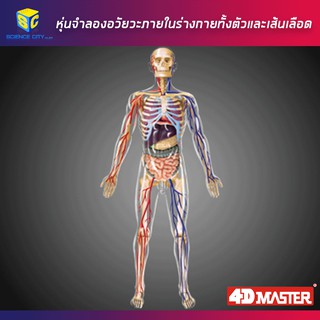 หุ่นจำลองอวัยวะภายในร่างกายทั้งตัวและเส้นเลือด