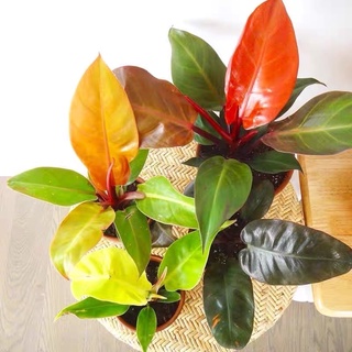 Philodendron prince of orange ฟิโลเดรนดอน กุมารเรียกทรัพย์