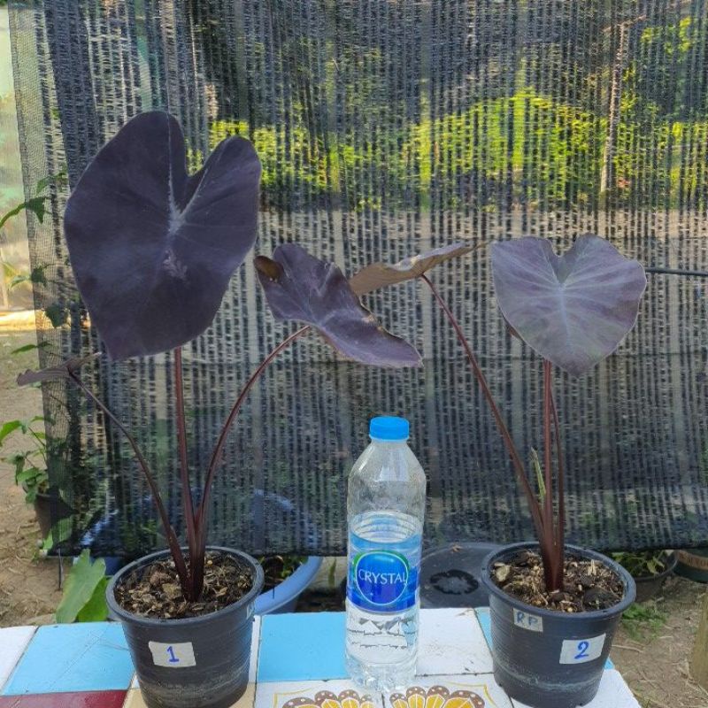 Colocasia Black Ripple l โคโลคาเซีย แบล็คริปเปอร์  ถ่ายจากต้นจริง  ขนาดกระถาง 5"