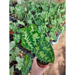 บอนทหารพราน 🌱🌱บอนเสือพราน (Colocasia Esculenta ‘Hilo Beauty’)