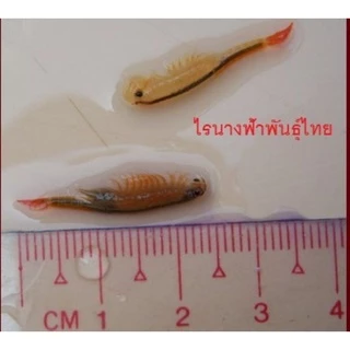 ไข่ไรนางฟ้าสิรินธรและไทย🧨​ค่าส่งถูก, ส่งทุกวัน🧨 ไร​น้ำ​จืด​ อาหารสดอนุบาลลูกปลาอัตราการรอดสูง