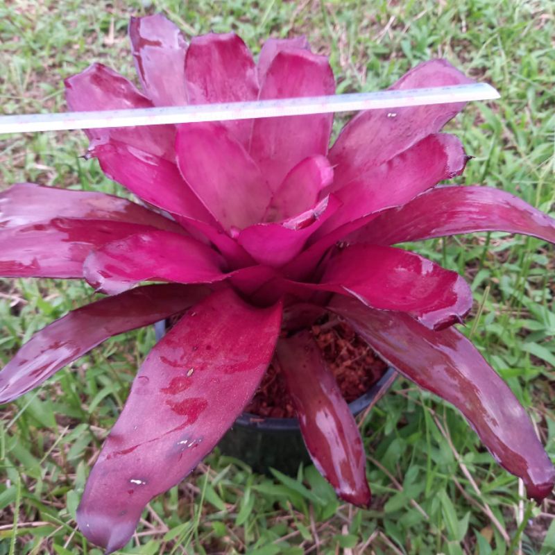 🍍สับปะรดสี🍍#นีโอเพอเพ้อสตาร์/ไม้แท้สีม่วงสวยงามสามารถโตได้อีกเยอะ/ส่งแบบถอดราก - รูปที่ 5