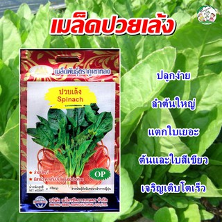 เมล็ดปวยเล้ง Spinach เมล็ดพันธุ์ปวยเล้ง ปวยเล้ง เมล็ดผักสวนครัว ตราภูเขาทอง