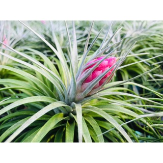 Tillandsia “Cotton Candy”