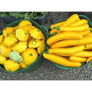 เมล็ด ฟักทองสครอซโกลเด้น ซูชินี่ - Golden Zucchini Squash