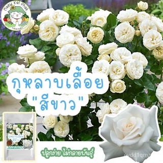 เมล็ดอวบอ้วน100%เมล็ดพันธุ์ กุหลาบเลื้อย สีขาว White Rose 30 เมล็ด เมล็ดพันธุ์แท้ นำเข้าจากต่างประเทศ ปลูกดอกไม้ เมล็ด ก