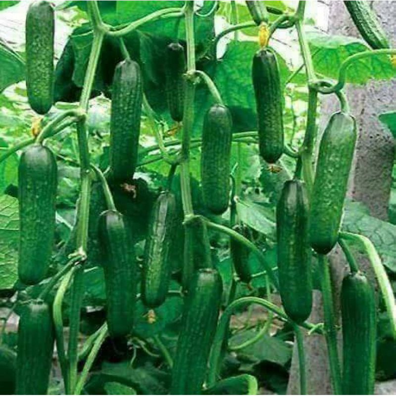 เมล็ดพันธุ์แตงกวาญี่ปุ่น ซอง 30 เมล็ด