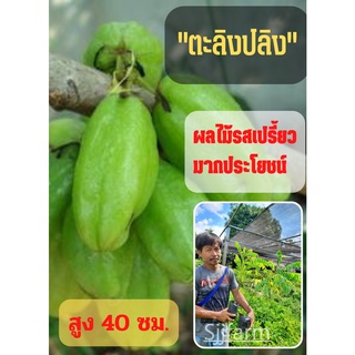 ผลไม้รสเปรี้ยว 1 ต้น ต้นตะลิงปลิง (ขนาดกลาง) ตะลิงปลิง สูง 40 ซม. ต้นพันธุ์พร้อมปลูก ต้นพันธุ์ตะลิงปลิง ต้นพร้อมส่ง