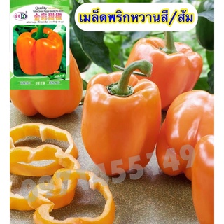 เมล็ดพริกหวาน /ส้ม/ 50เมล็ด Bell Pepper Color เมล็ดนำเข้า สายพันธุ์ OP