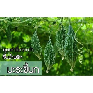 เมล็ด มะระ ขี้นก ( Native Bitter Gourd ) บรรจุ 10 เมล็ด