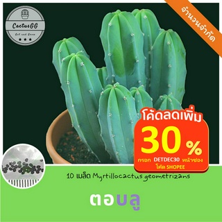 🔥โค้ดDETDEC30 เหลือ 20บาท🔥 เมล็ดตอบลู Myrtillocactus geometrizans 10 เมล็ด