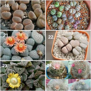 Lithops dinterri 20-25เมล็ด