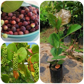 ต้นองุ่นทะเล  ผลหวานอร่อย ฟอร์มแน่น สารพัดประโยชน์