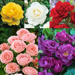 เมล็ดพันธุ์ กุหลาบพวง Floribunda Rose Seeds สีแฟนซี คละสี ดอกหอม นำเข้าจากต่างประเทศ 30 เมล็ด