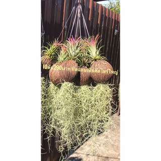 เคราฤาษีลูกตีนเป็ดทิลแลนเซีย🍃คัดหัวใหญ่🌿เกรดพิเศษมัดละ10ต้น …