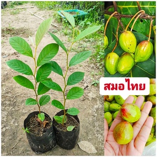 สมอไทย ผลไม้ป่าหายาก มีสรรพคุณทางยา ต้นกล้าเเข็งเเรงพร้อมปลูก