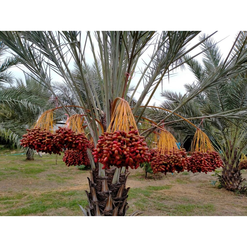 💢#ต้นอินทผาลัมสด เดกเลทนัวร์ " Date Palm : Deglet Nour "