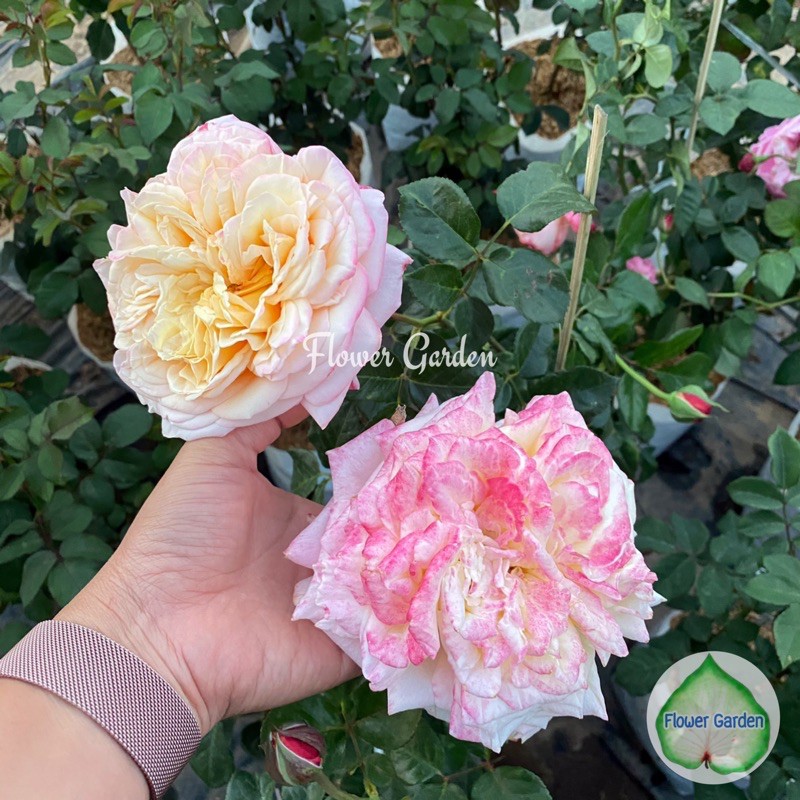 F560 กุหลาบ  Kordes Jubilee(คอเดตร์จูบิลี่) ดอกใหญ่กลิ่นหอมมาก ขนาดถุงใหญ่ พร้อมส่ง