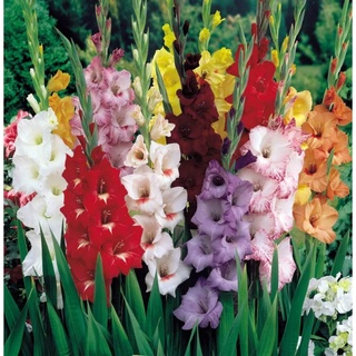 10หัว แกลดิโอลัส (Gladiolus) หรือดอกซ่อนกลิ่นฝรั่ง คละสี เป็นดอกไม้แห่งคำมั่นสัญญา ความรักความผูกพัน สินค้าตามรูป