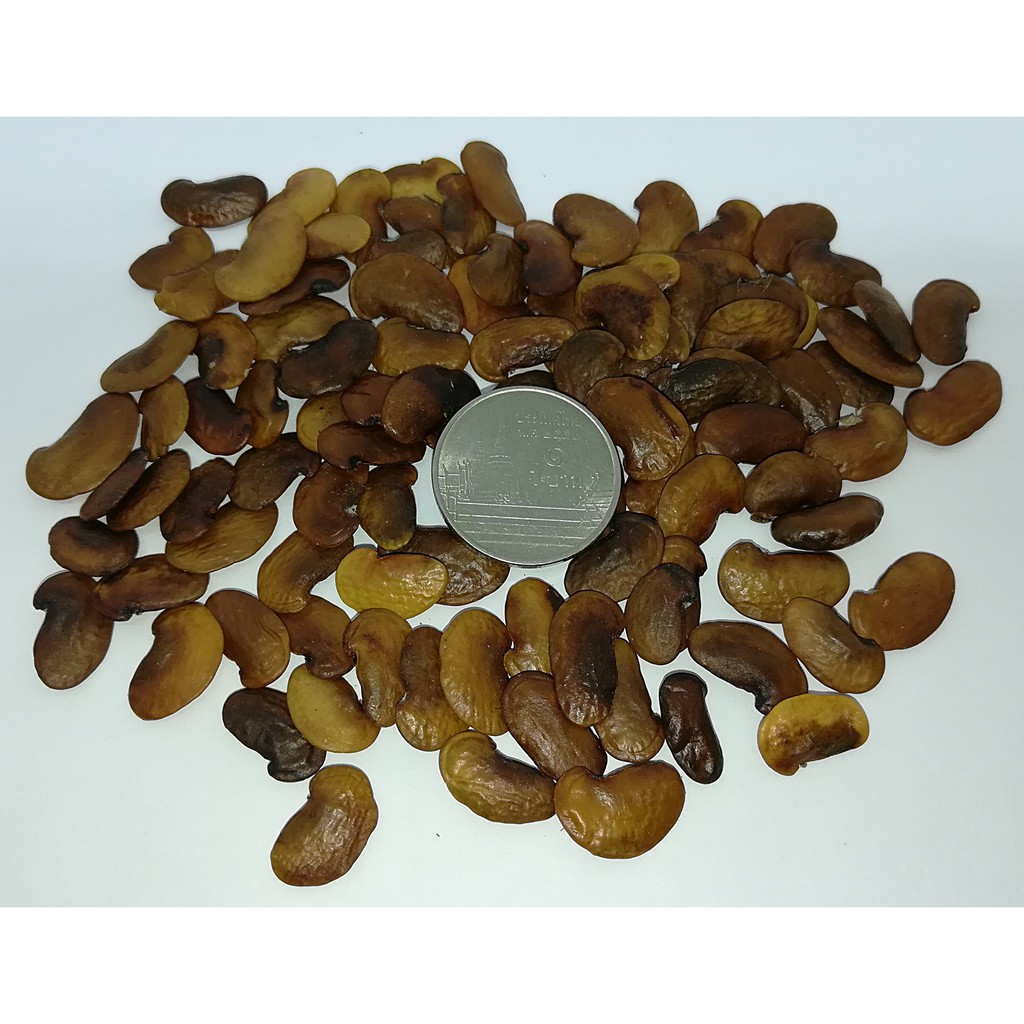 ขายส่ง 120 เมล็ด เมล็ดพันธุ์พะยูงเวียดนาม Dalbergin tonkinensis ราชาแห่งไม้เนื้อแข็ง ไม้เศรษฐกิจอนาคต ไม้ทรงคุณค่า