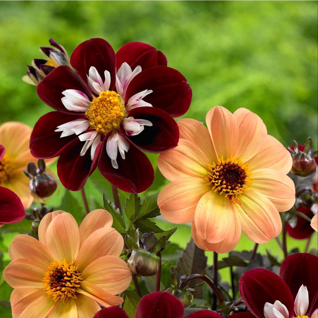 1 เหง้า ดาห์เลีย Dahlia rhizome ดอกรักเร่ ดอกรักเเรก Dahlia สายพันธุ์ Single dahlia
