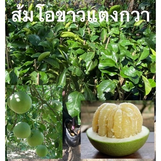 ต้นส้มโอขาวแตงกวา สูง 40-50 ซม.