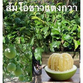 ต้นส้มโอขาวแตงกวา สูง 40-50 ซม.