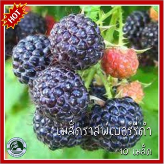 10 เมล็ด ราสพ์เบอรี่ดำ Black Raspberry เมล็ดราสเบอรี่ ราสเบอรี่ ราสเบอรี่ดำ