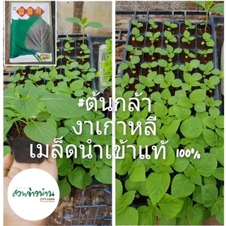 ใบงาเกาหลี -ต้นกล้า-เมล็ด นำเข้าแท้100%