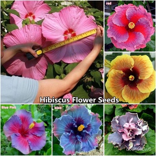 ถูก ใหม่ สายพันธุ์ของแท้ 100% ประเทศไทย พร้อมสต็อก Hibiscus Flower Seeds 100pcs เมล็ดพันธุ์ ต้นไม้บอลสี บอนไซแคระ เมล HP