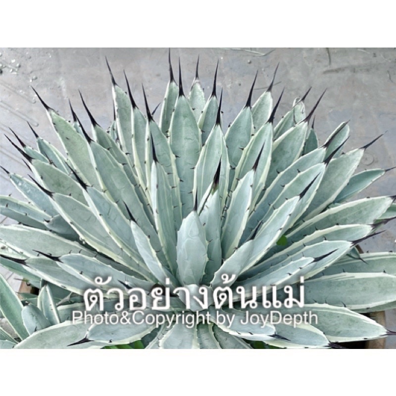 Agave Blue Ribbon ขายกระถางละ 180 ฿
