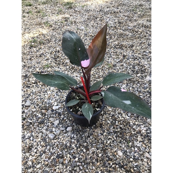 Philodendron Pink Princess ไซร์แม่พันธุ์ (30.11.64)