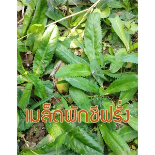 เมล็ดผักชีฝรั่ง เมล็ดผักชีใบเลื่อย ประมาณ 2000++ เมล็ด 20 บาท