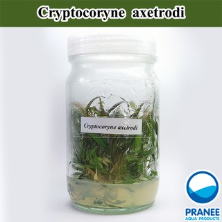 คริป Cryptocoryne axetrodi เนื้อเยื่อ ต้นไม้น้ำ ต้นไม้น้ำตกแต่งตู้ปลา ***กรุณาอ่านรายละเอียดก่อนสั่งซื้อ***