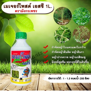 เมเจอร์โพสต์ เอสซี 1L. ตรามังกรเพชร อะมีทรีน อามีทรีน สารกำจัดวัชพืช ใบแคบ ใบกว้าง แบบดูดซึม ชนิดน้ำ allaboutplants